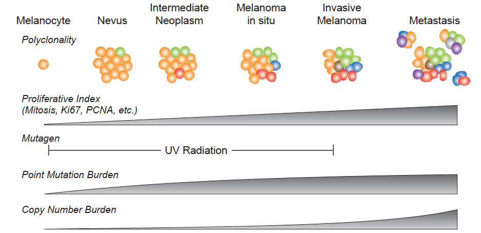 Shain Laboratory homepage